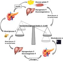 Glucose-insulin-glucagon homeostasis diagram