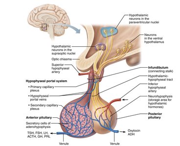 Hypothalamic-pituitary axis