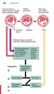 Blood coagulation process
