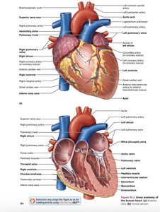 Gross anatomy of the heart