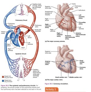 Systemic and pulmonary circuits