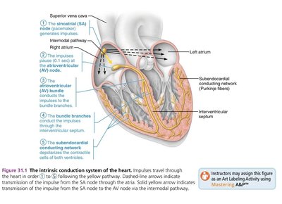 Intrinsic conduction system of the heart