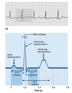 ECG and cardiac cycle
