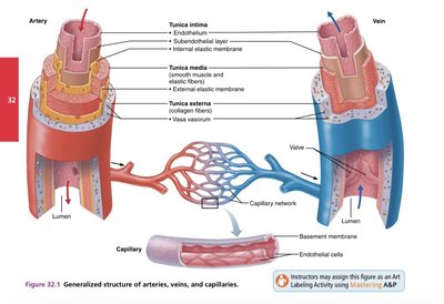 Structure of arteries, veins, and capillaries