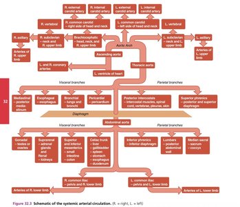 Schematic of systemic arterial circulation
