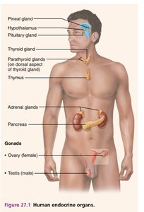 Human endocrine organs