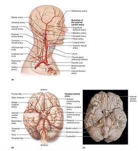 Arteries of the head and neck