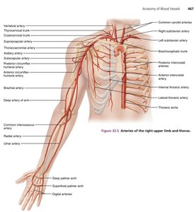 Arteries of the right upper limb and thorax