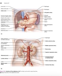 Arteries of the abdomen