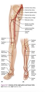 Arteries of the right pelvis and lower limb