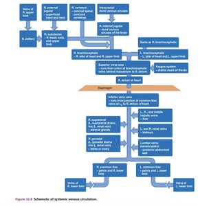 Schematic of systemic venous circulation
