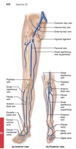 Veins of the right pelvis and lower limb