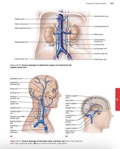 Venous drainage of abdominal organs and head