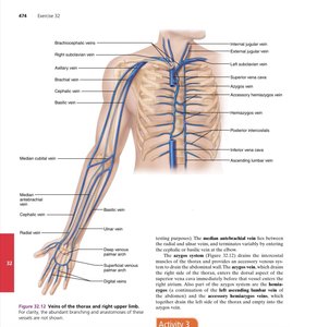 Veins of the thorax and right upper limb
