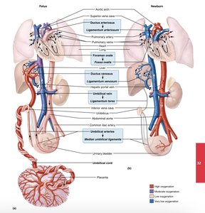 Fetal and newborn circulation
