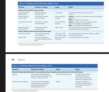 Pituitary gland hormones table