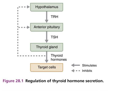 Regulation of thyroid hormone secretion
