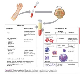 Composition of blood