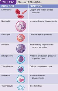 Table of blood cell classes and functions