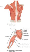 Left deltoid (posterior view) and deep muscles of the left shoulder (posterior view)