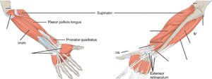 Forearm muscles including pronator quadratus and supinator