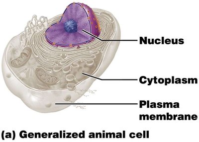 Anatomy of the generalized animal cell nucleus