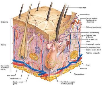 Cross-section of skin showing appendages