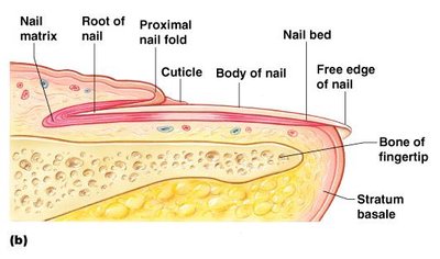 Longitudinal section of nail showing matrix, bed, and cuticle