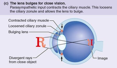 Lens bulging for close vision