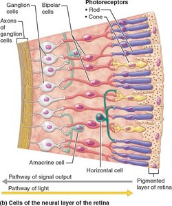 Microscopic anatomy of the retina