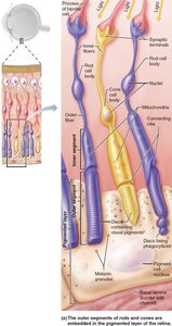 Photoreceptors of the retina: rods and cones