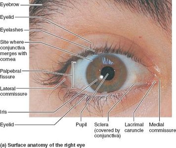 Surface and sagittal anatomy of the eye and accessory structures