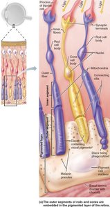 Rhodopsin in rod discs