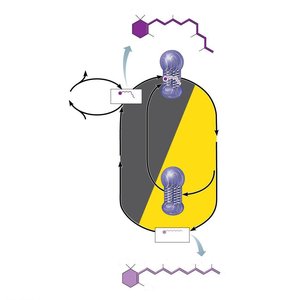Formation and breakdown of rhodopsin