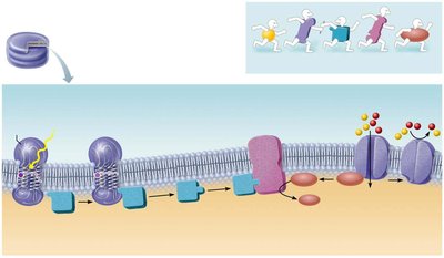 Phototransduction cascade: activation of visual pigment