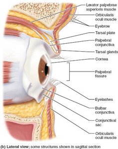 Lateral view of the eye showing accessory structures