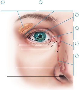 Lacrimal apparatus and tear drainage pathway