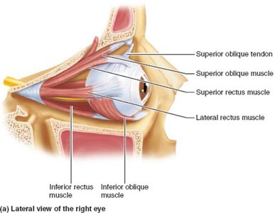 Lateral view of the right eye showing extrinsic muscles