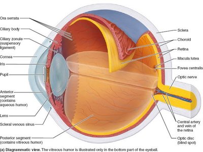 Diagrammatic view of the eyeball showing major structures