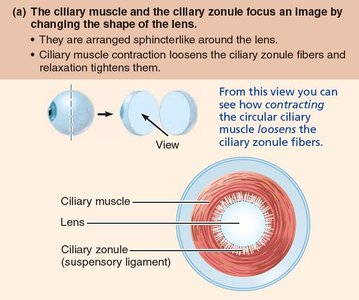 Ciliary muscle and zonule focusing mechanism