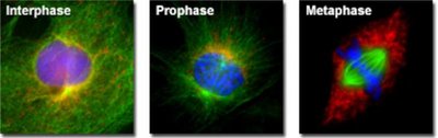 Fluorescent micrograph of a cell in interphase, prophase, and metaphase