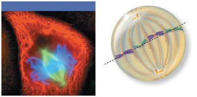 Metaphase: chromosomes aligned at metaphase plate