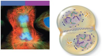 Telophase: nuclear envelopes reform, chromosomes decondense