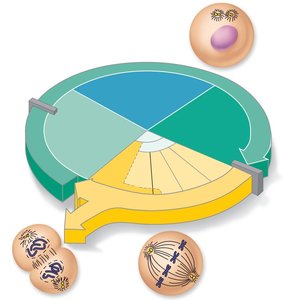 Diagram of the cell cycle with labeled phases and representative cells