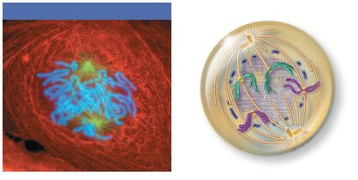 Late prophase: nuclear envelope fragments, spindle attaches to chromosomes