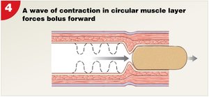 Wave of contraction in circular muscle layer