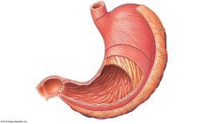 Structure of the stomach wall