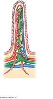 Internal structures of a villus