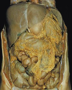 Human cadaver, intermediate abdominal view
