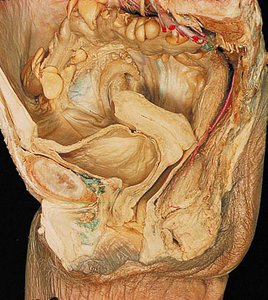 Sagittal section of female pelvis